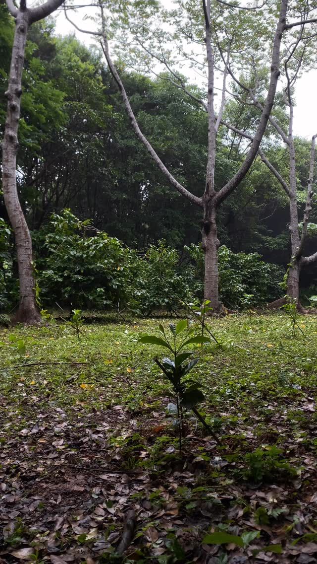 今日のコーヒー農園は、ピロロロローッとアカショウビンの声が森に響いて、思わず足を止めたくなるような朝でした。この時期にしてはまだ肌寒くて、どこか静けさの残る空気。でも、森が少しずつ動き始めているのも感じていて、これから来る季節に想いを巡らせています。