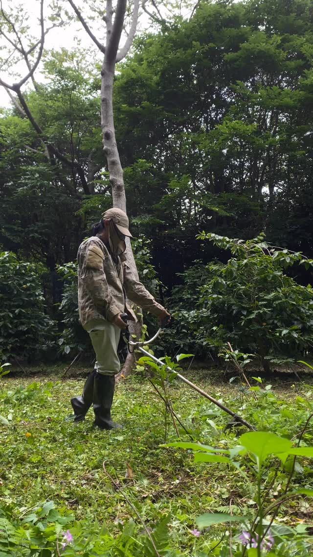 雨パラパラ、明日から天気が崩れそうですね。本格的な雨が降る前にゲイシャ区の草刈りをしました。ここは今年植えたばかりの区画、タイミング良かったのか馴染むのがヤケに早いです。