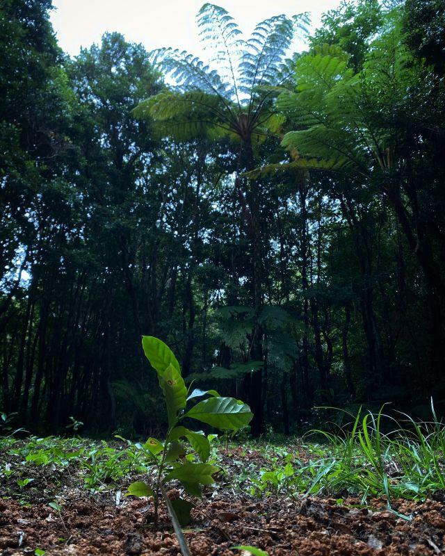 今日もGの植えつけ。微妙な雲のかかり具合なので、雨が降らなかったぁ！とならないように、念のため水も撒いて作業終了。ゲイシャと出会ってから計画を立てて…苗を作って植えるまでの流れも今日で一区切りつきました。何もなければこれから3〜4年で収穫できるはず、これからの成長を一緒に楽しんでもらえたら嬉しいです。

これ書いてる今、雨が降り始めました！最高のタイミング。