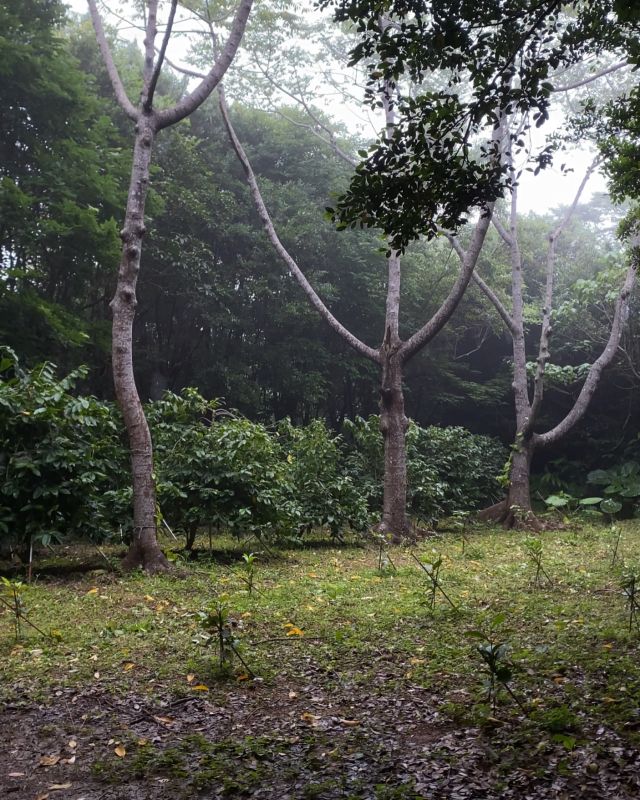 今回の大潮では開花の波は来なさそうですねぇ、残念。花芽はびっしりですが、まだ休眠中のようで、なかなかツボミになってくれません。早く目を覚ましてくれー。