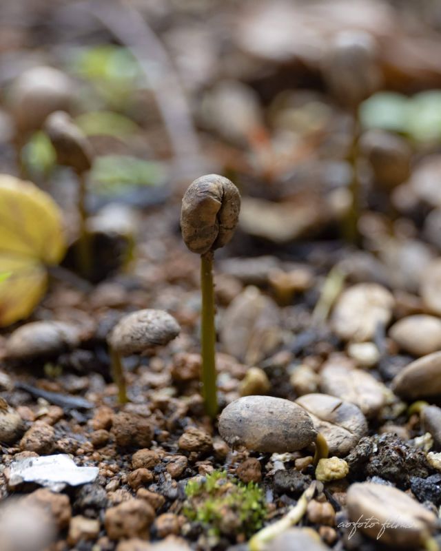 今日でGのために準備したすべての区画に苗を植え付けることができたました。あとは欠株に植えていってGの植え付けもこれで完了となります。

そしてそして、今年手に入れることができた次の品種Rをどうするか、そろそろ具体的に計画を立てていくので、こちらも楽しみにしててください。

写真 : @aofoto_films