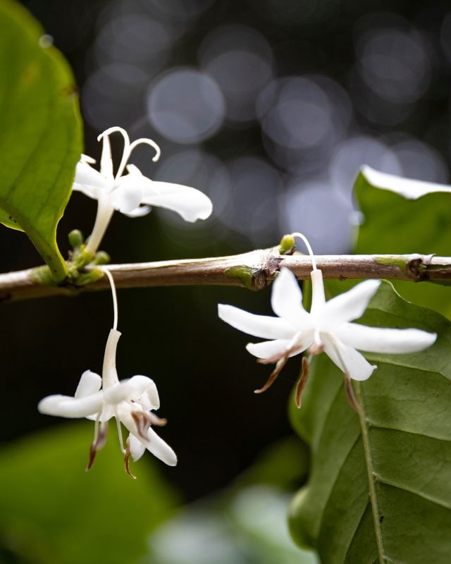 コーヒーの花が咲いて、受粉が終わると、役目が終わったパーツを落として、雌しべの成長が始まります。近年の気候をみると、開花〜受粉も大変ありがたい奇跡的というか感動的なイベントに感じてしまいます、笑。

1枚目の写真 : @aofoto_films 
2枚目以降 : 今日の写真